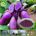 Natural purple sweet potatoes extract powder